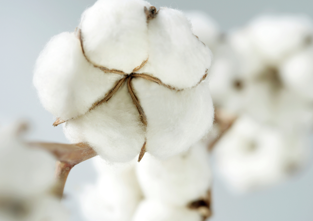 Cotton