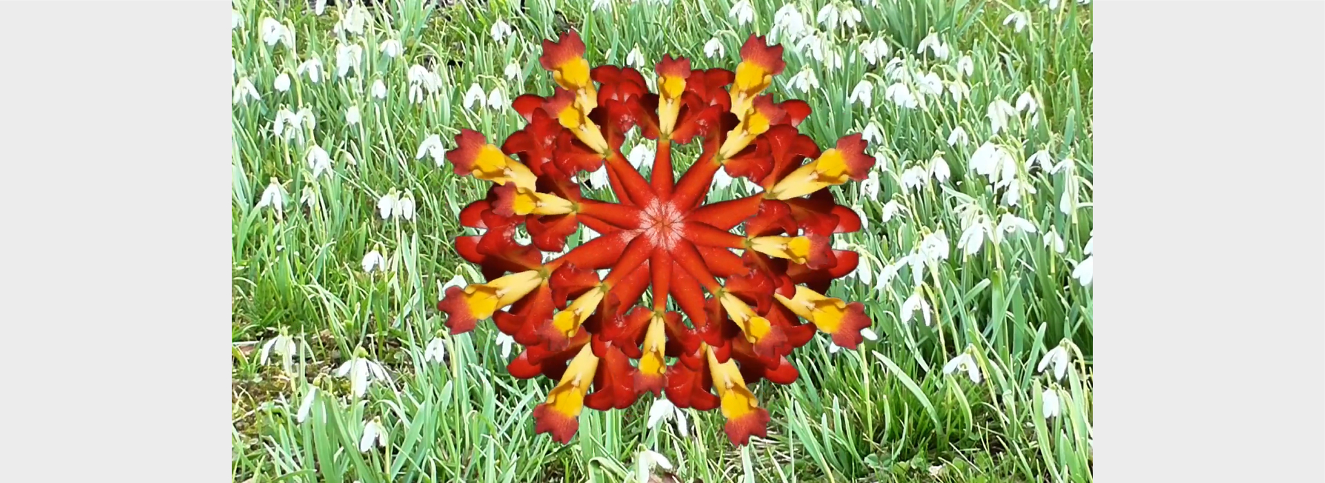 TaDA Orchid Rorschach film still Sonia Li