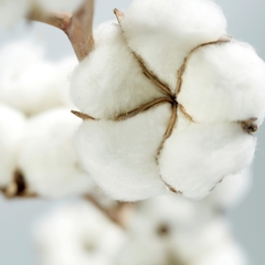 Cotton fibre