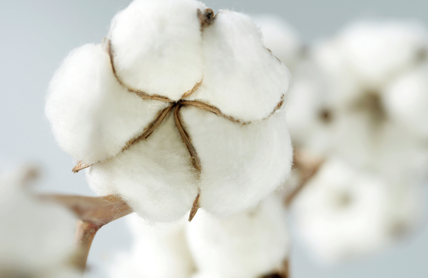 Cotton